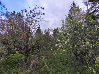 Acreage for Sale in Butternut, Wisconsin - image 15