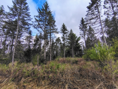 Acreage for Sale in Butternut, Wisconsin - image 13
