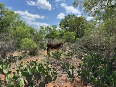 Texas Acreage with Home, Shop, RV Parking – Brownwood Real Estate - image 19