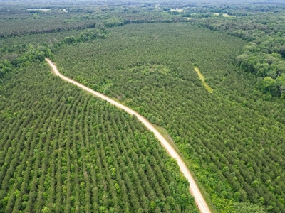 Hunting Land in Morehouse Parish Near Bastrop, LA - image 9