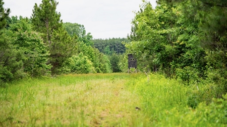Hunting Land in Morehouse Parish Near Bastrop, LA - image 13