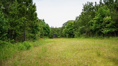 Hunting Land in Morehouse Parish Near Bastrop, LA - image 12