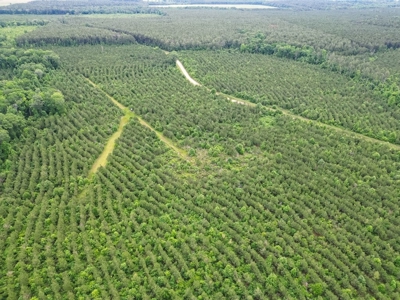Hunting Land in Morehouse Parish Near Bastrop, LA - image 11