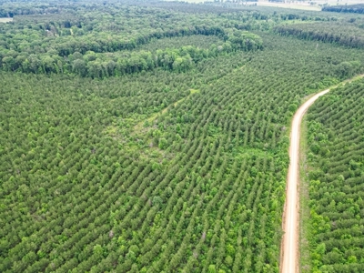 Hunting Land in Morehouse Parish Near Bastrop, LA - image 2
