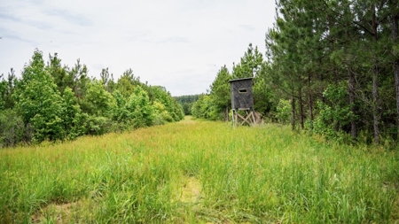 Hunting Land in Morehouse Parish Near Bastrop, LA - image 14