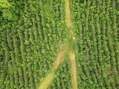 Hunting Land in Morehouse Parish Near Bastrop, LA - image 6