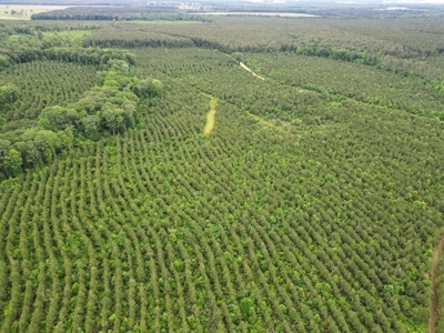 Hunting Land in Morehouse Parish Near Bastrop, LA - image 4