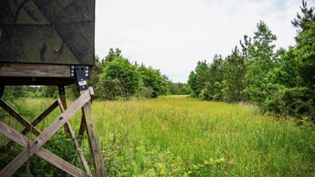 Hunting Land in Morehouse Parish Near Bastrop, LA - image 1