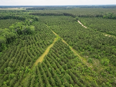 Hunting Land in Morehouse Parish Near Bastrop, LA - image 5