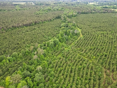 Hunting Land in Morehouse Parish Near Bastrop, LA - image 3