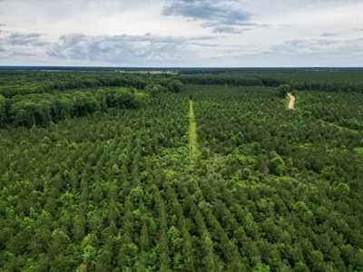 Hunting Land in Morehouse Parish Near Bastrop, LA - image 8