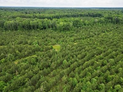 Hunting Land in Morehouse Parish Near Bastrop, LA - image 7