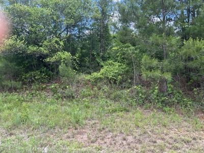 20 acres on Rose Hill Road in Covington County - image 3