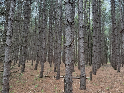 Secluded 66-Acre Hunting Paradise Portage, WI - image 44