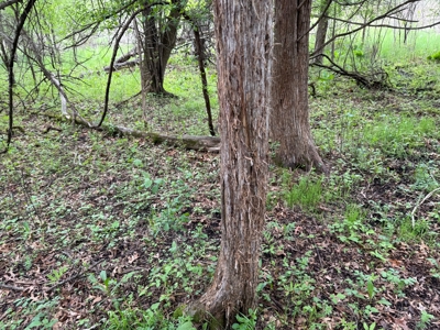 Secluded 66-Acre Hunting Paradise Portage, WI - image 46