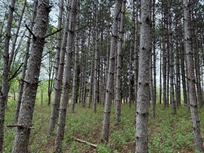 Secluded 66-Acre Hunting Paradise Portage, WI - image 45