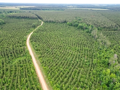 Affordable Hunting Land in Morehouse Parish, LA - image 2