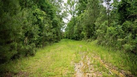 Affordable Hunting Land in Morehouse Parish, LA - image 8