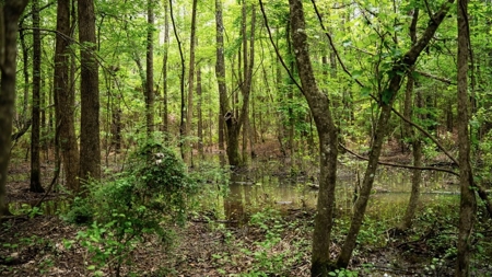 Affordable Hunting Land in Morehouse Parish, LA - image 11