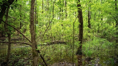 Affordable Hunting Land in Morehouse Parish, LA - image 12