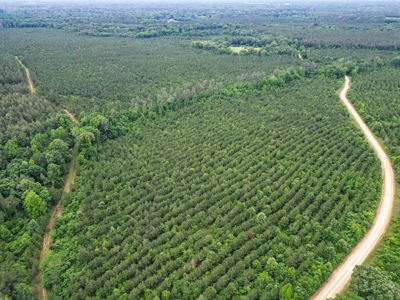 Affordable Hunting Land in Morehouse Parish, LA - image 5