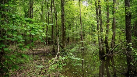 Affordable Hunting Land in Morehouse Parish, LA - image 9