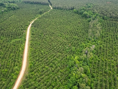 Affordable Hunting Land in Morehouse Parish, LA - image 4