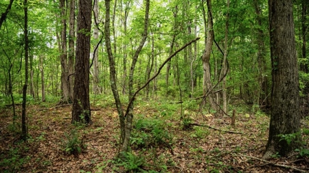 Affordable Hunting Land in Morehouse Parish, LA - image 1