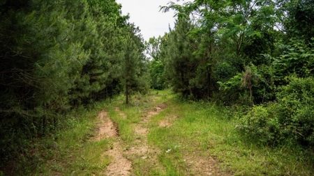Affordable Hunting Land in Morehouse Parish, LA - image 7