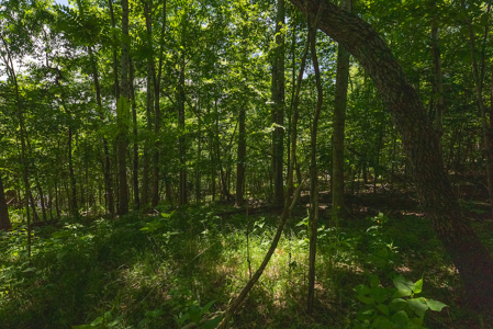 Offering #1 - Leesville Lake Lot for Sale VA! - image 24