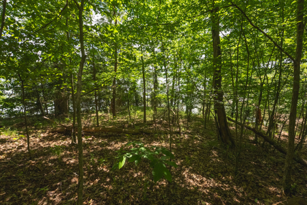 Offering #1 - Leesville Lake Lot for Sale VA! - image 16
