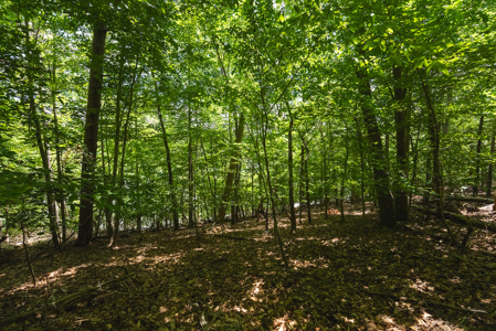 Offering #2 - Lakefront Lot for Sale in Campbell County VA - image 18