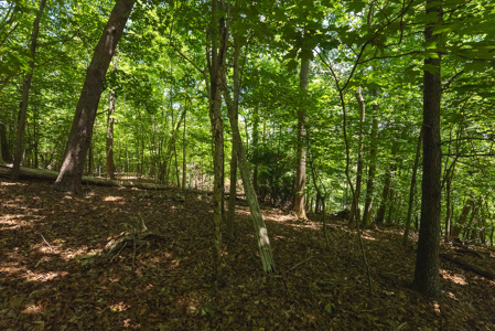 Offering #2 - Lakefront Lot for Sale in Campbell County VA - image 17