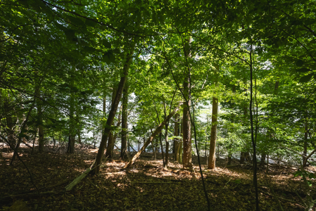 Offering #2 - Lakefront Lot for Sale in Campbell County VA - image 19