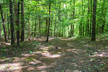 Secluded Log Cabin Paradise with 18 Acres of Natural Wonder - image 32