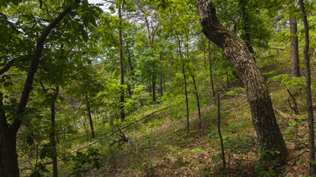 Above the Clouds:  Unrestricted Acres  Clinch Mountain with Views - image 7