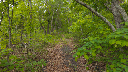 Above the Clouds:  Unrestricted Acres  Clinch Mountain with Views - image 2