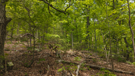 Above the Clouds:  Unrestricted Acres  Clinch Mountain with Views - image 9