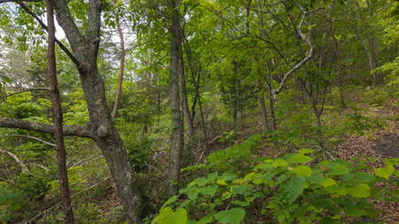 Above the Clouds:  Unrestricted Acres  Clinch Mountain with Views - image 4
