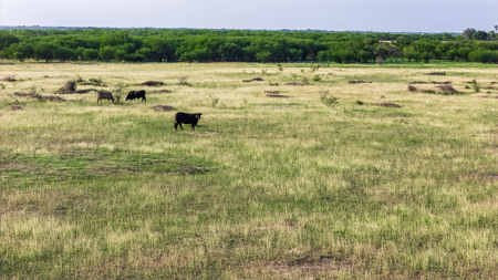 375 Acre Turnkey Cattle Ranch, Hunting & Development Potential - image 41