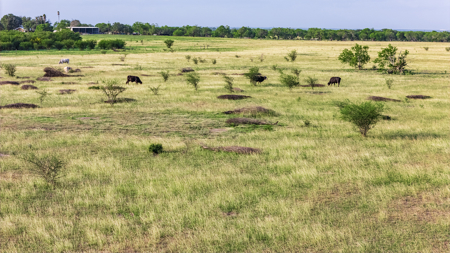 375 Acre Turnkey Cattle Ranch, Hunting & Development Potential - image 42