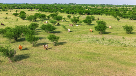 375 Acre Turnkey Cattle Ranch, Hunting & Development Potential - image 39
