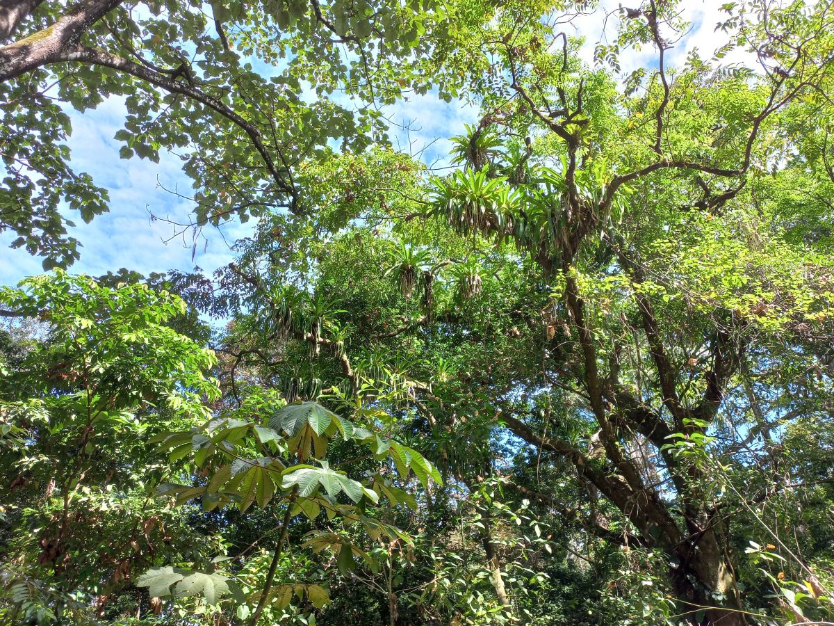 Terre, Accès Routier et Maritime — Près de Bocas Town, Isla Colón - 31