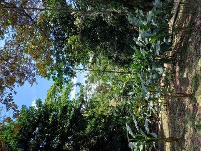Titled Land for Sale Near Bocas Town – Road & Sea Access Lots - image 22