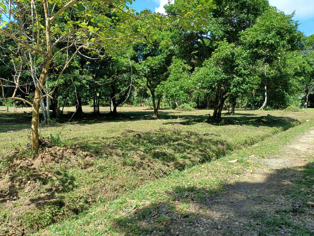 Terrain titré, accès routier et maritime — Près de Bocas Town, Isla Colón - 2
