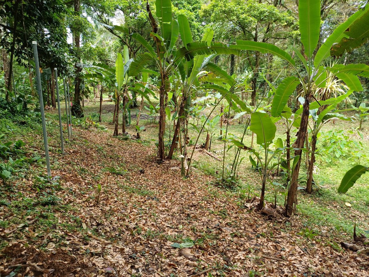 Terrain titres, accès routier et maritime — Près de Bocas Town, Isla Colón - 9