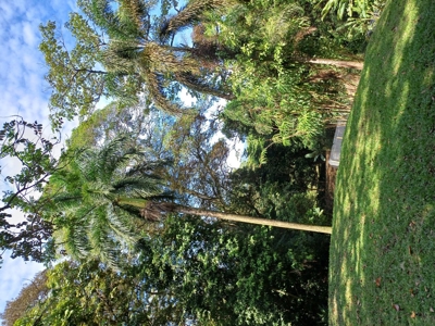 Titled Land for Sale Near Bocas Town – Road & Sea Access Lots - image 23