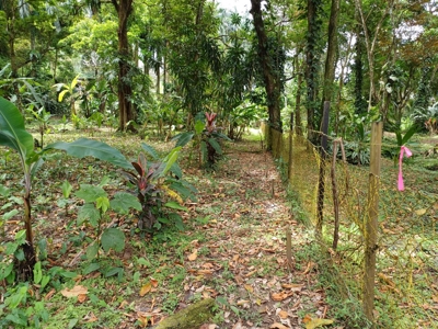 Titled Land for Sale Near Bocas Town – Road & Sea Access Lots - image 7