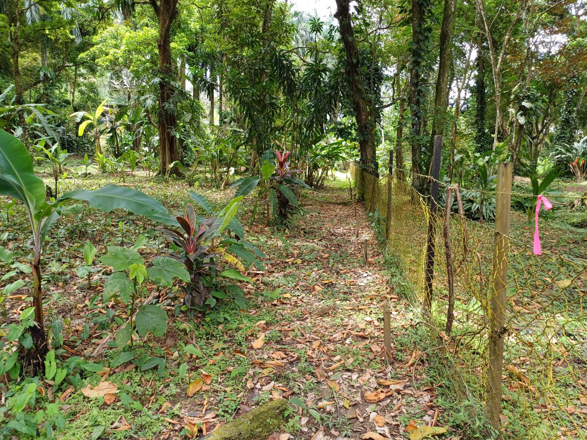 Terrain Titré, Accès Route et Mer — Près de Bocas Town, Isla Colón - 11