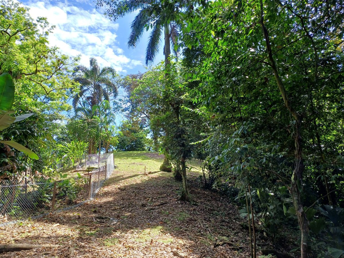 Terrain titré, accès route et mer – Près de Bocas Town, Isla Colón - 25